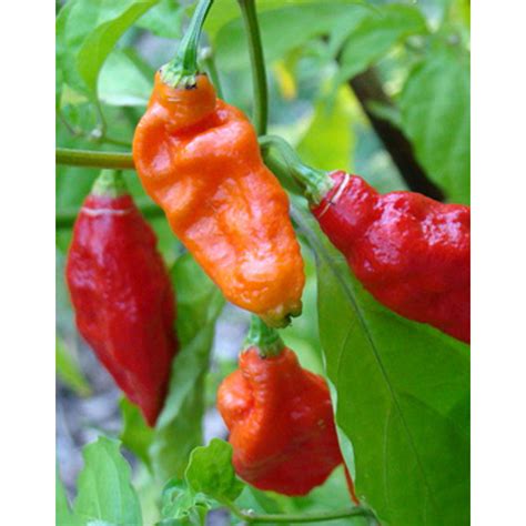 Naga Jolokia chili paprika