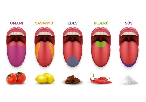 A sárga nyelv lehetséges életmódbeli okait bemutató infografika