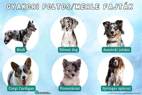 burek fajták és formák