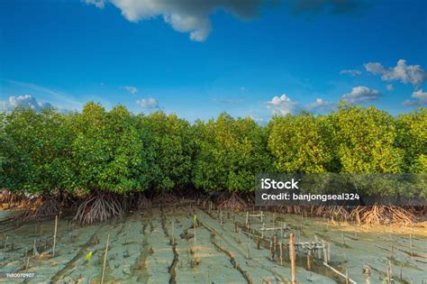 Korallzátonyok és mangrove erdők pusztulása
