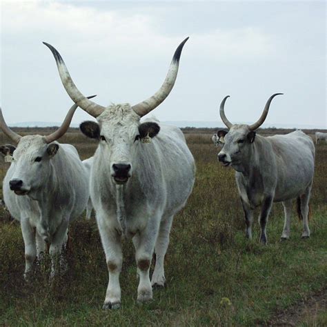 Márisozott magyar szürkemarha steak