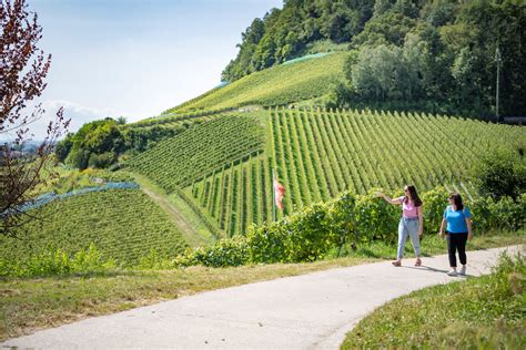 Mont Vully sajt szőlő lenyomattal