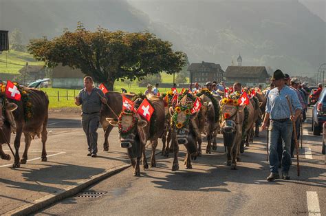 Alpabzug Svájcban