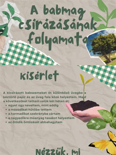 Diótisztítás folyamata