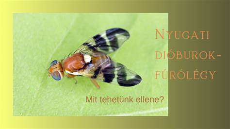 Permetezés a dióburok-fúrólégy ellen
