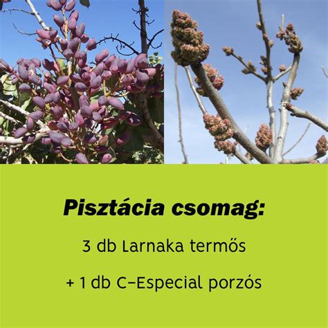 A pisztácia tápanyag-összetételének diagramja