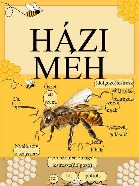 házi málnaszorbet