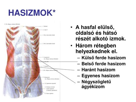 A hasizmok anatómiai felépítése