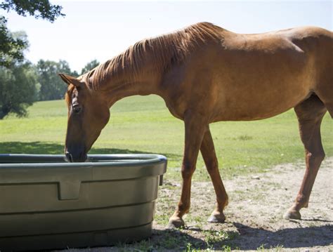 Egy nagy kapacitású itatókád szarvasmarhákkal a legelőn