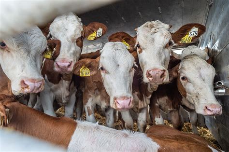 Szarvasmarhák isznak egy nagy itatóvályúból