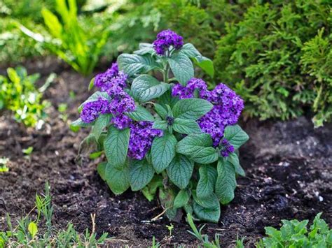 A vaníliavirág (Heliotropium arborescens) kék-lila virágokkal