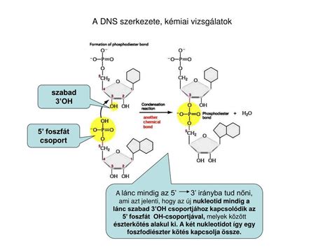 Linolsav molekuláris szerkezete