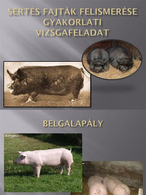 Különböző csiperkefajták felismerése