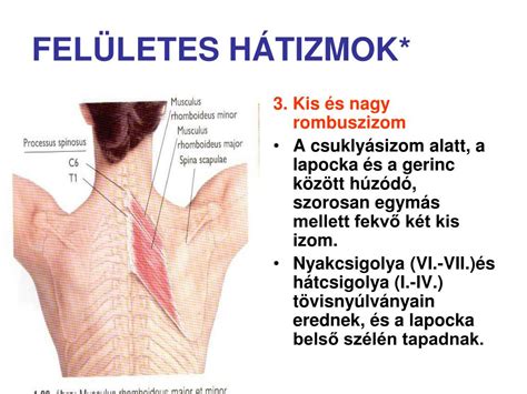 Réteslap nyújtása és szurkálása