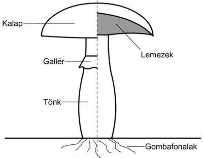 Vargánya gomba felépítése