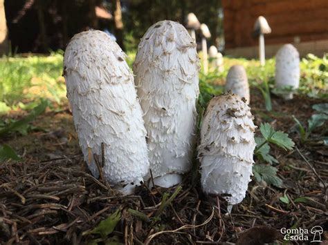 Gyapjas tintagomba