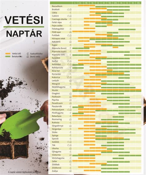 Karfiol ültetési naptár infografika