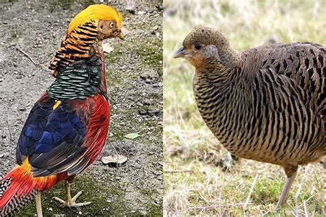 Hím- és nőivarú cukkinivirágok