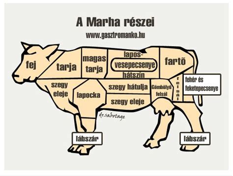 A marha felépítése és a szegy helyzete