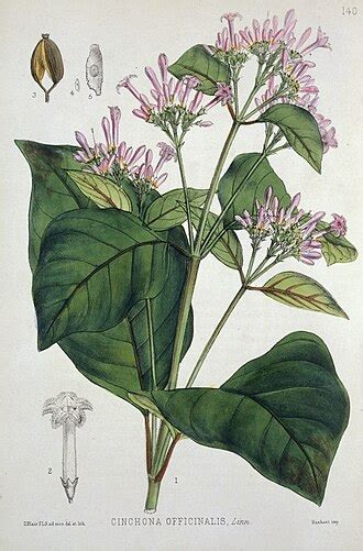 A kínafa (Cinchona officinalis) botanikai illusztrációja