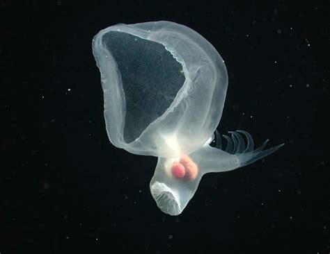 A Bathydevius caudactylus illusztrációja a biolumineszcenciával az abisszális zónában