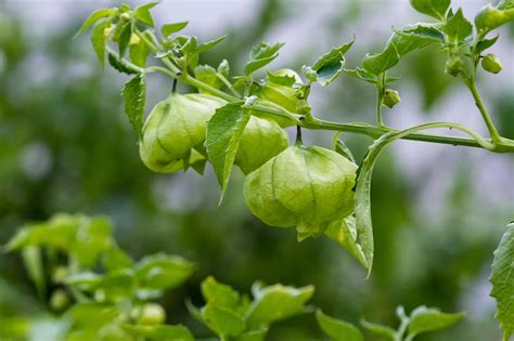 Tomatillo gyümölcsök