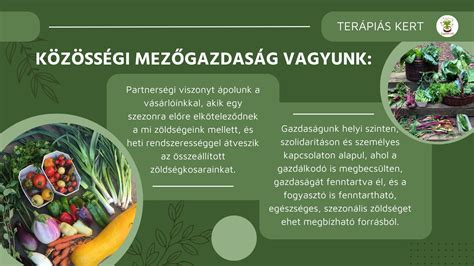 Közösségi gazdaság tagjai zöldséget válogatnak a terményátvételi ponton