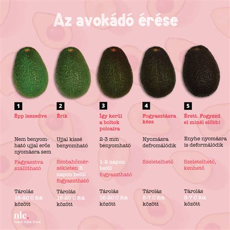 Az avokádó vízhajtó hatását magyarázó diagram