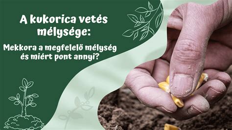 Dióültetés megfelelő távolságokkal