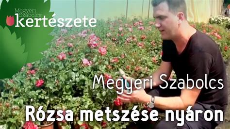 Rózsa metszése nyáron