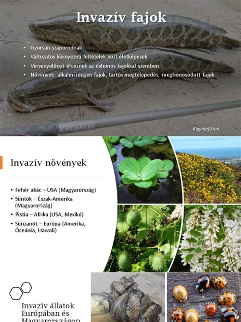 Invazív növények elleni védekezés