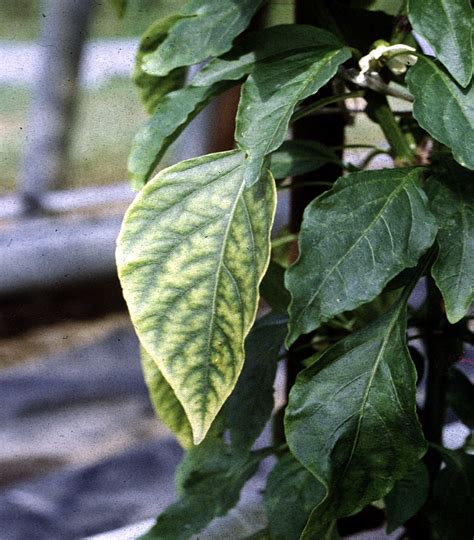 Lisztharmattal fertőzött paprika levele