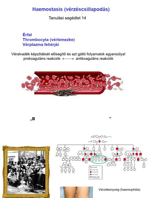 Véralvadás folyamatábrája