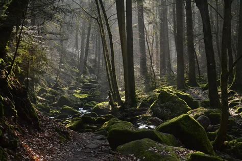 Scenic landscape of the Black Forest region in Germany with cherry trees