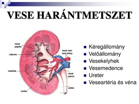 A vese anatómiája és működése diagram