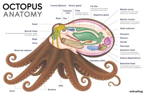 Hongkongi Octopus kártya