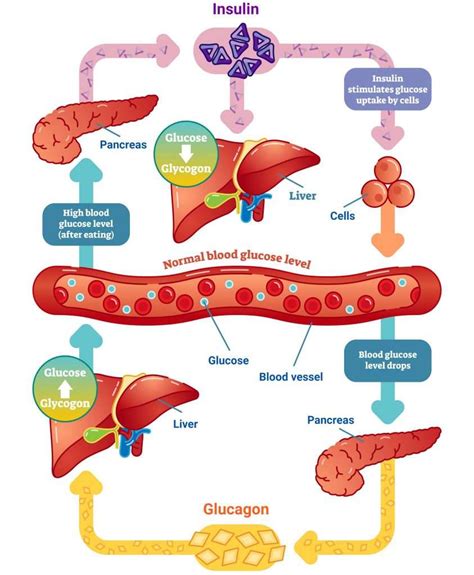 Diagram illustrating the effect of vinegar on blood sugar