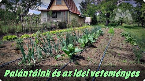 Május eleji veteményes