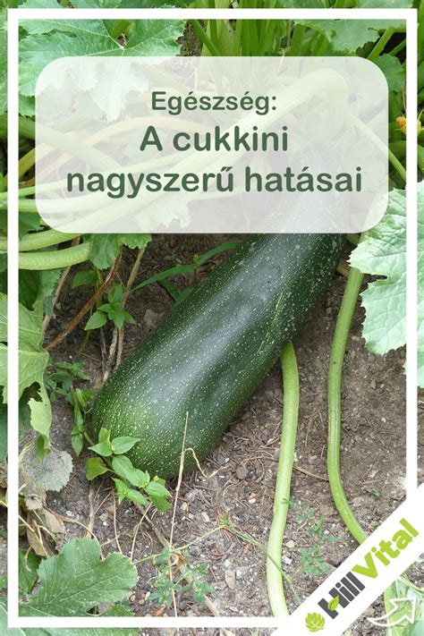 Cukkini jótékony hatásai infografika