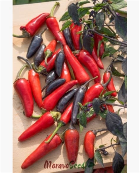Érett chili paprika