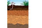 A talaj rétegei diófa gyökerekkel