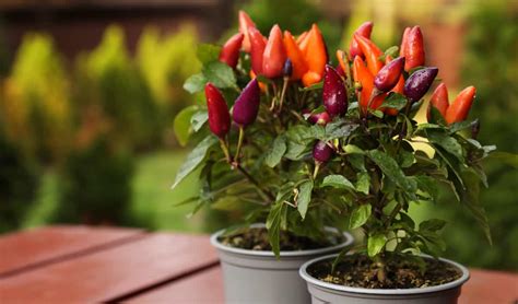 chili paprika cserépben