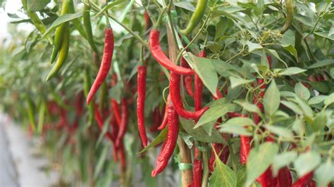 chili paprika kártevők és betegségek