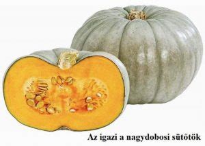 Nagydobosi sütőtök