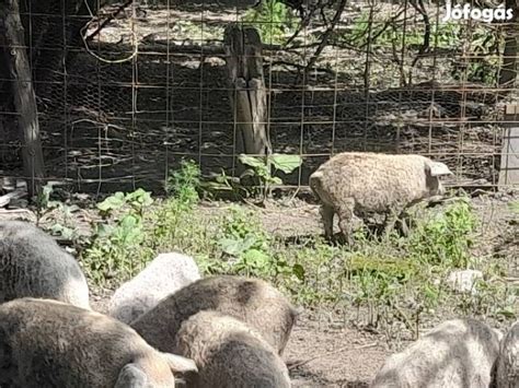 Mangalica állomány csökkenésének grafikája