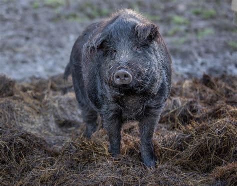 Mangalica disznóvágás
