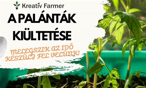 Sütőtök palánták kiültetése