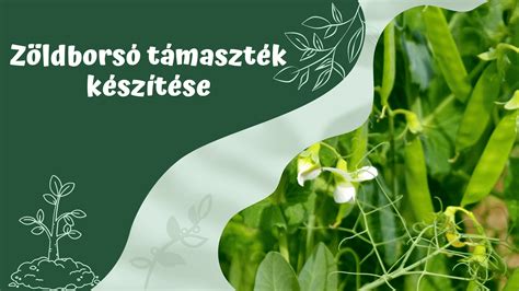 Infografika: A zöldborsó tápanyagtartalma