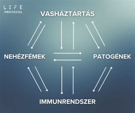 Az élesztőgombák és baktériumok szerepe a fermentációban diagram