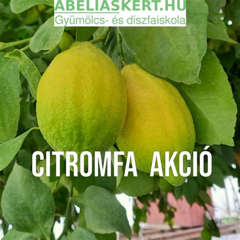 citrom és balzsamecet